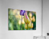 Sunlit Serendipity Acrylic Print