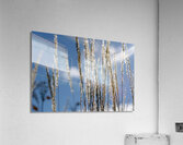 Silver Grass Acrylic Print