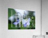 Beetle Killer Acrylic Print