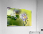 Looking Forward Acrylic Print