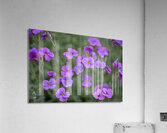 Lilacbush Acrylic Print