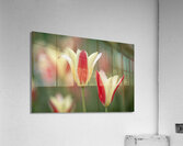 Tranquil Tulips Acrylic Print