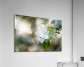 Whispering Blooms Acrylic Print