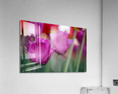 Bubblegum Bloom Bliss Acrylic Print