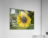 Common Sunflower Acrylic Print