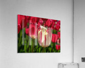 Petal Perfection Acrylic Print