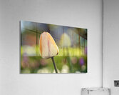 Yellow Tulip in the Field Acrylic Print