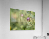 Aster Bud Acrylic Print