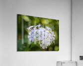 Enchanted Serenade Acrylic Print