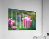 Peace Lady Impression acrylique