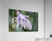 Breeze Blooms Acrylic Print