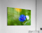 Celestial Elegance Acrylic Print