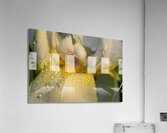 Dreamy Iris Acrylic Print