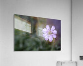 Mauve Melody Acrylic Print