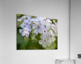 Mellow Melody Acrylic Print