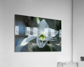 Pearly Radiance Acrylic Print