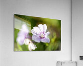 Scarlet Pimpernel Acrylic Print