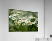 Whispers of Nature Acrylic Print