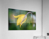 Yellow Bliss Acrylic Print