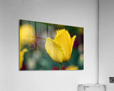 Call Me Fabiola Impression acrylique