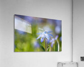 Blue Umbrella Acrylic Print