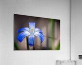 Call Me Lucile Acrylic Print