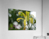 Call Me Lily Acrylic Print