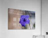 Call Me Violet Acrylic Print