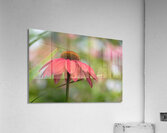 Cool One Acrylic Print