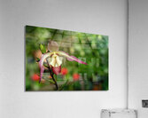 Call Me Willie Acrylic Print