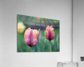 Eyecatching Ones Acrylic Print
