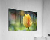 In the Foreground Acrylic Print