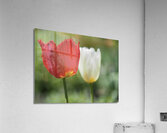 I Choose Red Acrylic Print