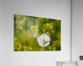 Little Glass 2 Acrylic Print