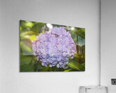 Lilac Hydrangea Acrylic Print