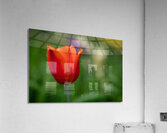 Lovely in Red Acrylic Print