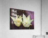 Quite a Pair Acrylic Print