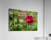 Resilient One Acrylic Print