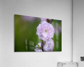 So Delicate Acrylic Print