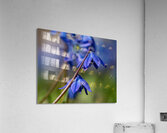 Sapphire Star Acrylic Print