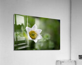 Darling 2 Impression acrylique