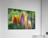 Pastel Colored Lady Acrylic Print