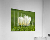 Yellow and White Impression acrylique