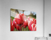 Look at Us Acrylic Print