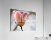 Cheerful Lady Acrylic Print