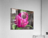 Pretty Pink Impression acrylique