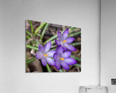 Triplets Acrylic Print