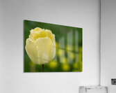 Elegant with Fringes Acrylic Print