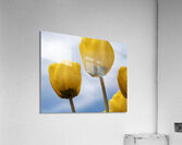 Dearest Friends Acrylic Print