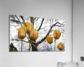 Beautiful Nature Acrylic Print